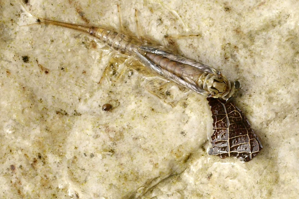 Rhithrogena ?